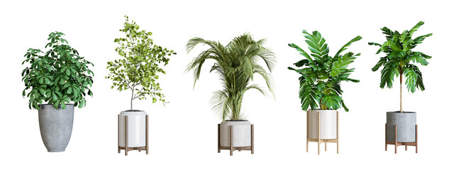 Plants in 3d rendering. Beautiful plant in 3d rendering isolated
