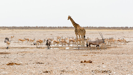 Fototapeta na wymiar Wildlife in Etosha