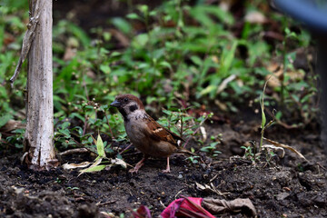 Tree Sparrow
