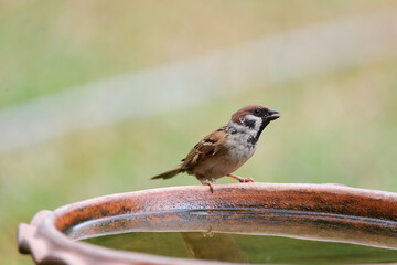 Tree Sparrow