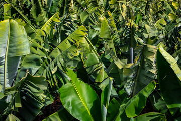 La Palma Banana Plantations. Northern Tropical Landscape of La Palma. Canary Islands, Spain.