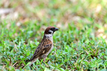 Tree Sparrow