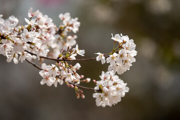 青空に映える満開の桜