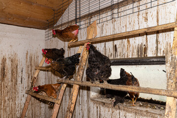 Hens standing on a wooden ladder in a chicken coop with dirty walls. © Michal
