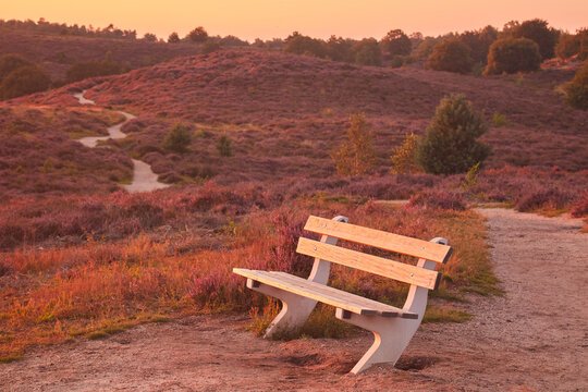 Bench during sunset in national park Veluwezoom with blooming purple heath on the Posbank hills