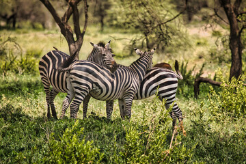 Fototapeta na wymiar Zebras im Tarangire Nationalpark