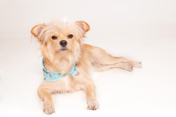 Long Haired Chihuahua Dog Photography