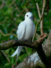 Obraz premium Gygis blanche, .Gygis alba, White Terniles , nid, Seychelles