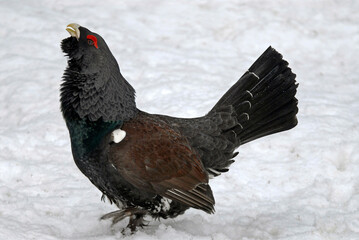 Grand Tétras, Tetrao urogallus , Western Capercaillie, male parades
