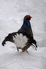 Tétras lyre, Lyrurus tetrix, Black Grouse, parades