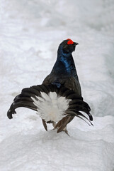 Tétras lyre, Lyrurus tetrix, Black Grouse, parades