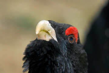Grand Tétras, Tetrao urogallus , Western Capercaillie, male parades