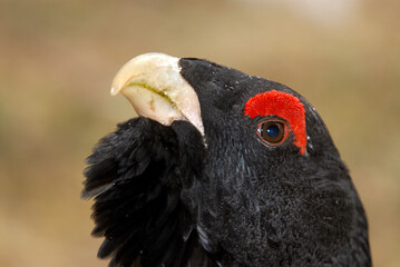 Grand Tétras, Tetrao urogallus , Western Capercaillie, male parades