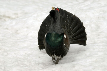 Grand Tétras, Tetrao urogallus , Western Capercaillie, male parades