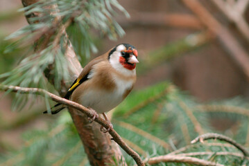 Chardonneret élégant,.Carduelis carduelis, European Goldfinch