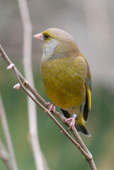 Verdier d'Europe,.Chloris chloris, European Greenfinch