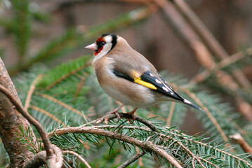 Chardonneret élégant,.Carduelis carduelis, European Goldfinch