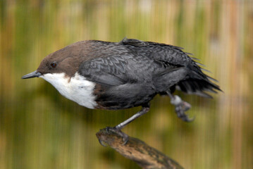 Cincle plongeur,.Cinclus cinclus, White throated Dipper