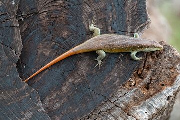 Lézard, Trachylepis margaritifera