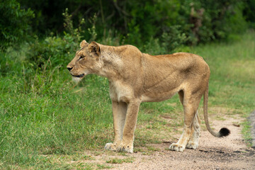 Naklejka premium lion, femelle, lionne, Panthera leo, Afrique