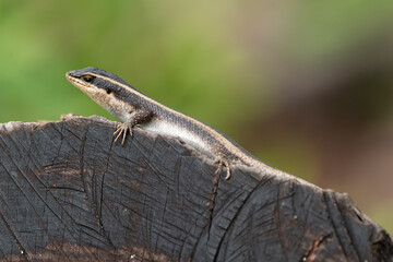 Lézard, Trachylepis margaritifera