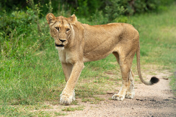 lion, femelle, lionne, Panthera leo, Afrique