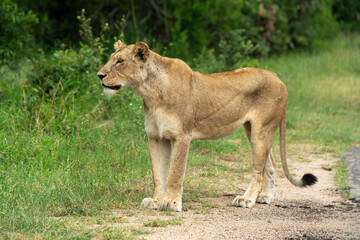 lion, femelle, lionne, Panthera leo, Afrique