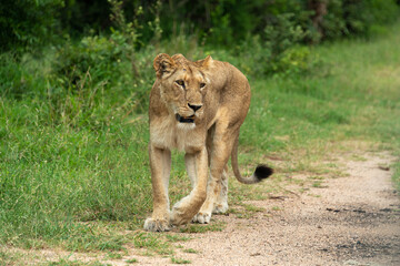 lion, femelle, lionne, Panthera leo, Afrique