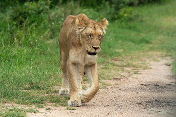 lion, femelle, lionne, Panthera leo, Afrique