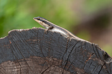 Lézard, Trachylepis margaritifera