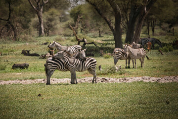 Zebras im Tarangire Nationalpark