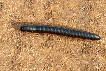 Scolopendre, Archispirostreptus gigas