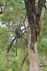 singe, Vervet, Chlorocebus pygerythrus