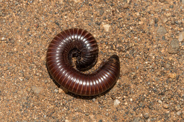 Scolopendre, Archispirostreptus gigas