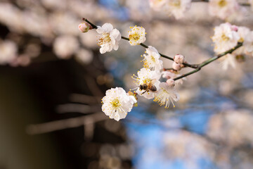 In spring, plum blossoms bloom, branches are luxuriant, flowers are fragrant, blue sky, petals look like snow