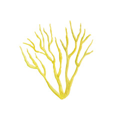Watercolor isolated illustration of corals on a white background. Suitable for postcards, wallpaper, gift paper. Hand drawn