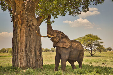 Großer Elefant beim Fressen vom Baum