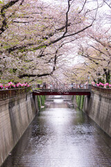 Fototapeta na wymiar 目黒区川沿いの桜