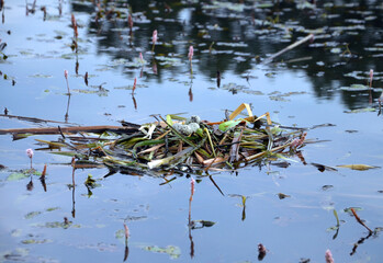 Seagull's nest on the water