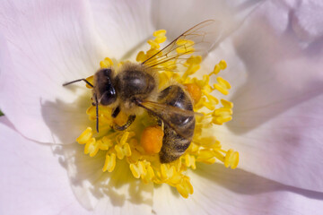 bee gathering pollen inside dog-rose blossoming
