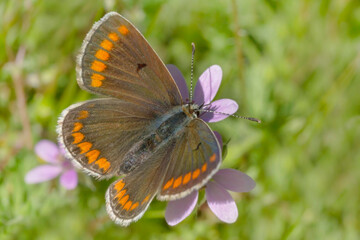 close up of small brown lycaenidae butterfly