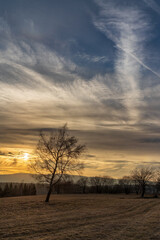 A solitary birch tree stands in a field at dawn, with dramatic clouds and a hint of sunrise on the horizon. Peaceful landscape
