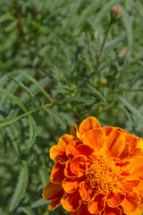 view on marigold flower in garden