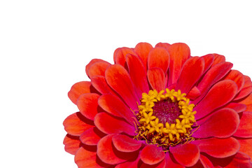 close up of red zinnia flower isolated on white