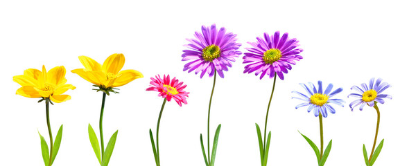set of spring flowers isolated on transparent background, png