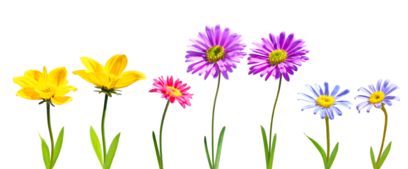 set of spring flowers isolated on transparent background, png