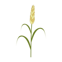 Hand drawing a green wheat ear isolated on white background. Grain crops concept.  Flat vector illustration