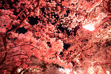 ライトアップされた夜桜