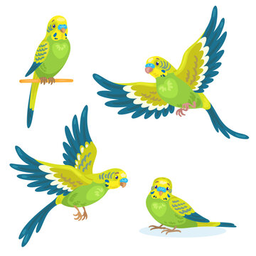 Set of four green budgerigar in different poses, flying and sitting. In cartoon style. Isolated on white background. Vector illustration.