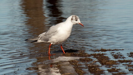 seagull on the beach